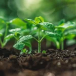 Pfefferminze im Hochbeet anbauen: Wann pflanzen, beste Sorten & Pflege