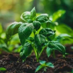 Basilikum im Hochbeet anbauen Schritt für Schritt: Wann pflanzen, beste Sorten & Pflege