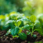 Pfefferminze auf dem Balkon anbauen: Wann pflanzen, beste Sorten & Pflege